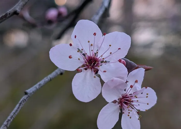 Διαμέρισμα Casa San Pablo Melide