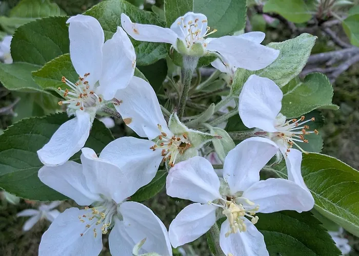 Casa San Pablo * Melide